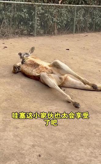 #袋鼠宝宝:有人管管吗
刚子:今日主打一个躺平