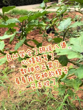 #上热门 #家庭菜园 每天搞笑没烦恼,抖爸爸还是把我拒之门外,姐妹们,你们的种子都发芽了吗?有没有什么战术技巧共享一下呀#种草激励计划加入 #优质农产品