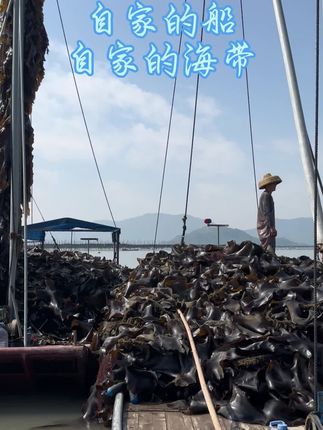 自家海带,自家渔船#上热门 @DOU+小助手 @#海带丝