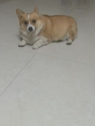 皮球