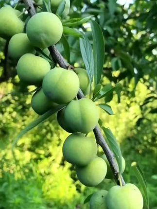 #新鲜采摘 #李子熟了 #优质农产品 #快来一起尝个鲜 #夏天的味道