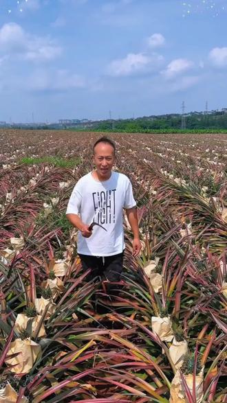 吃一次就爱上的海南金钻凤梨,一口下去香甜爆汁,果香味巨浓郁,一定要尝尝!#凤梨 #海南金钻凤梨 #新鲜应季水果 #好吃到停不下来 #大人孩子都爱吃