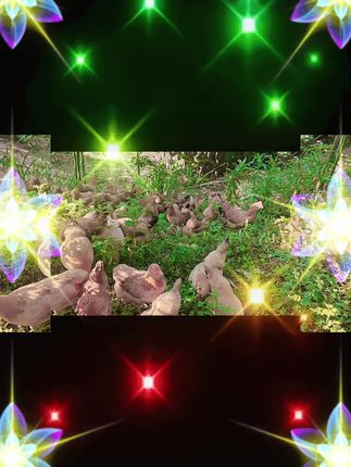 #农村土鸡蛋 #健康食品推荐