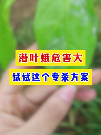 潜叶蛾危害大,试试这个专杀方案。#病虫害防治 #柑橘种植 #柑橘管理技术 #来抖音学农技术 #潜叶蛾防治