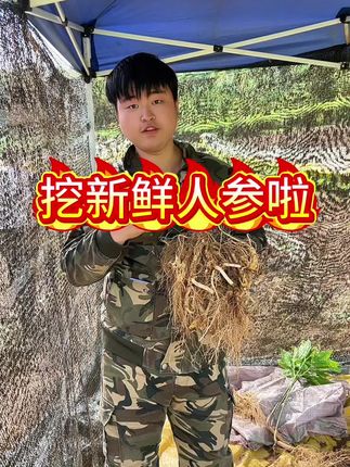 #鲜人参 #新鲜人参 #挖人参 #长白山人参 #人参 挖新鲜人参啦!