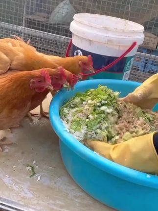 #家禽养殖技术分享 #家禽添加剂 #养殖技术推广 #养殖户 #鸡饲料