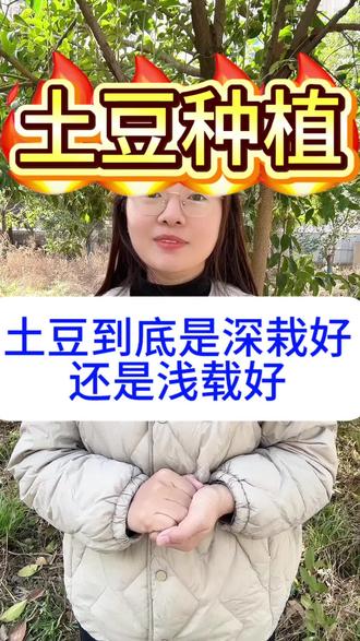 土豆到底是深栽好还是浅栽好#土豆 #土豆种植 #土豆种植技术与管理 #土豆管理 #土豆种植技术