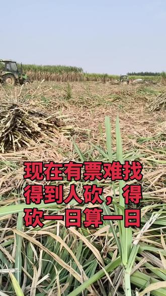 现在有票难找得到人砍,得砍一日算一日