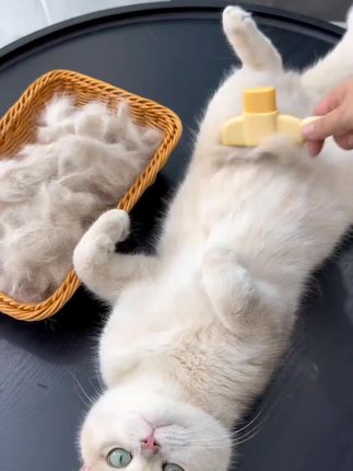 这也太方便了,一梳一按去浮毛,嘎嘎好用#萌宠好物 #梳毛 #新手养猫