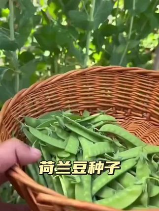 【不搭架双花双荚荷兰豆种子】吃荚菜豌豆高产耐寒秋冬蔬菜种子#荷兰豆种子