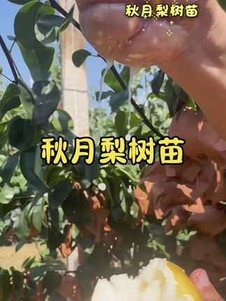 #秋月梨树苗 产量高 ……基地直发的壮苗~果大汁水充足. ……纯甜 ……大人小孩都喜欢……南北南均可种植……喜欢的果友你也种上一棵#秋月梨 #优质种苗 #果树种植 #三农种植