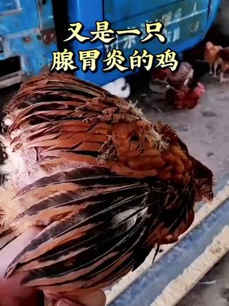 #养鸡秘诀 #养鸡 #养鸡小妙招 #养鸡妙招 #农村散养鸡