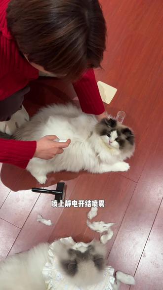 掉毛怪、爱打结爱静电的棉质毛猫咪,这把梳子按头安利! #opm乖乖梳 #opm梳子 #opm防静电开结喷雾