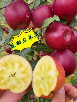 别被它的外皮给骗了,这丑苹果外皮确是有点丑,但是它真的又脆又甜#三农 #农村生活 #吃货 @DOU+上热门