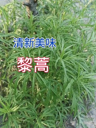#上热门 【芦蒿种子四季种植盆栽地栽阳台小院种植#果树种植技术 #农业农业农业农业农业 #植物科普小知识 #夏日清爽感穿搭