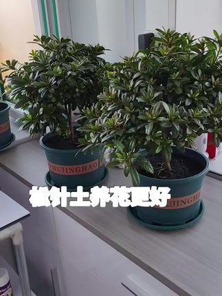 #家庭养花 #松针土