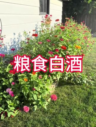 山西杏花村纯粮白酒,这么一大桶接近5斤装即经济又实惠特别的好喝#白酒 #好酒推荐 #在抖音入手的好东西 #中老年宝藏单品 #好喝不贵