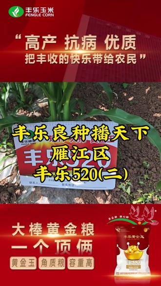 520 5月20日,就看丰乐520!#丰乐520 #西南玉米品种