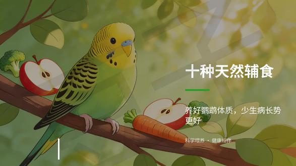 鹦鹉可以吃的优质食物 #鹦鹉食物 #鹦鹉 #鹦鹉繁殖 #手养鹦鹉 #真实生活分享计划 对鹦鹉好的几种食物