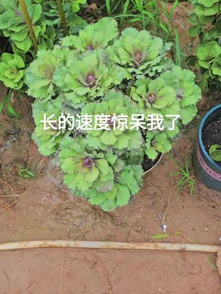 #羽衣甘蓝 #爱生活爱养花 #养花人 #羽衣甘蓝老桩