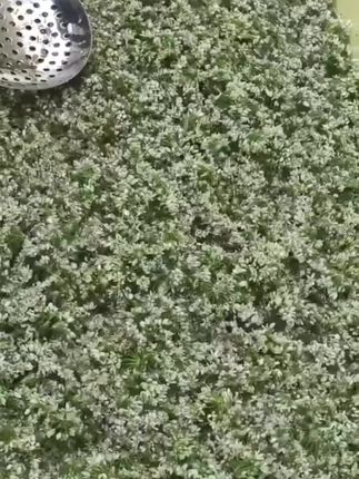 又到了采韭菜花的季节#韭菜花 #草原韭菜花酱 #纯天然绿色食品 #大自然的馈赠 #纯天然无添加