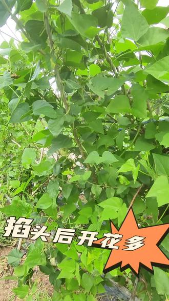 崇明洋扁豆种植技巧。#我的田园生活