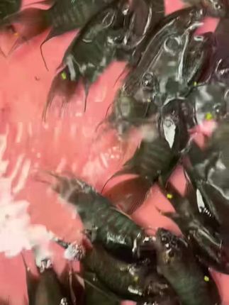 #观赏鱼 #中国斗鱼 #菩萨鱼 #天堂鱼 #养殖基地