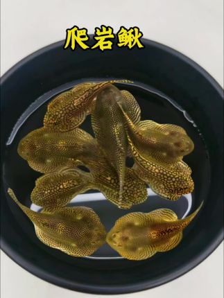 爬岩鳅 怕水质差、怕藻类爆缸?入门级选手直接选爬岩鳅!不挑水温、不抢饲料,丢进草缸、原生缸都能活。白天爬缸除藻当“打工人”,晚上贴玻璃休息当“乖宝宝”,零饲养难度,养鱼小白也能轻松拿捏。#每日分享 #水族 #养鱼日记 #上热门 #强烈推荐 @抖加🔥上热门🔥dou+🔥热点宝