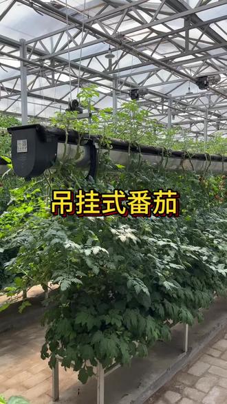 99%的人没见过!番茄居然倒着长!#农业种植技术 #农业种植