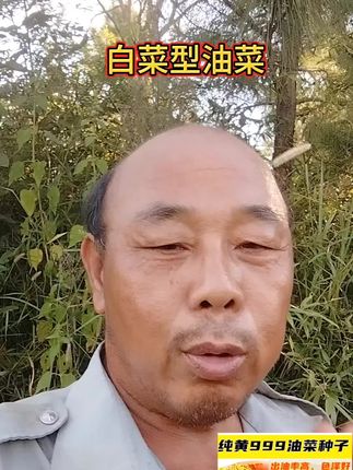 白菜型油菜