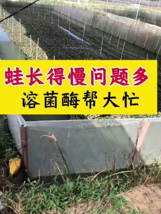 蛙长得慢问题多,溶菌酶帮大忙。#牛蛙养殖#黑斑蛙养殖#石蛙养殖