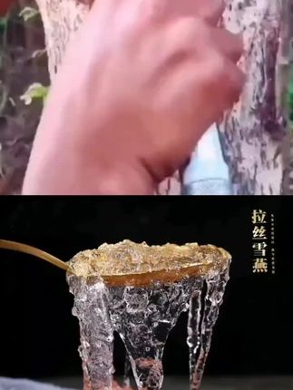 桃胶雪燕#养颜养生