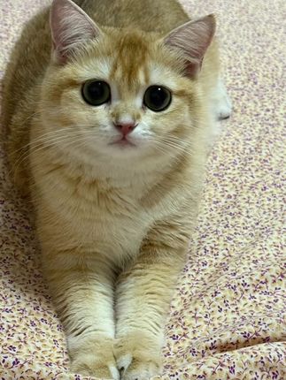 猫猫的世界里只有两件事:一件是陪你,一件是等你。