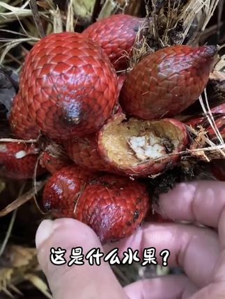 水果品项