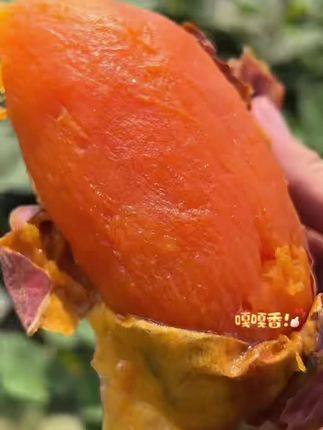 正宗山东烟薯,软糯香甜太好吃了,现摘现发#根本停不下来#红薯#烟薯#糖心#太好吃了