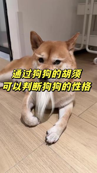 通过狗的胡须可以判断他的性格#新手养狗#养狗经验分享#科学养宠攻略#养狗人#养狗小知识