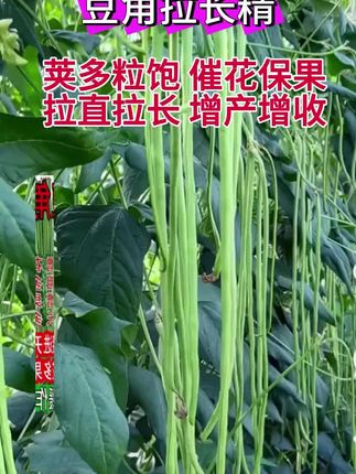 #上热门 #农业种植 #种植小技巧 #农业知识 #豆角种植