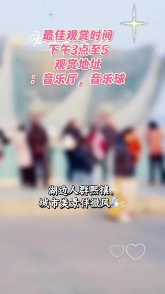 徐州云龙湖风景区看海鸥。