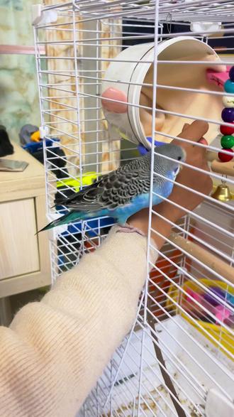 #上热门 #虎皮鹦鹉 #进出笼训练 #日常训鹦鹉#鹦鹉 是不是你家鹦鹉出笼后就不愿意自己进笼子,要逮或者用食物引诱,那就要先进行鹦鹉进出笼训练