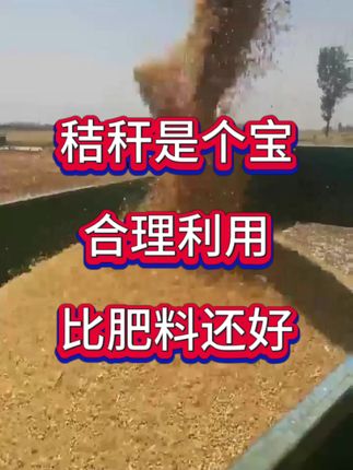 #秸秆还田#小麦种植#玉米种植#小麦高产