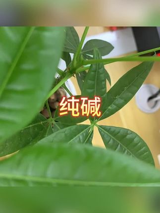 #纯碱 #食用纯碱 #烹饪