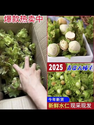 【25年新货】新鲜采摘青皮水仁大榛子带绿皮水瓤送钳子#口感特别好 #营养丰富 #厂家直发品质保证