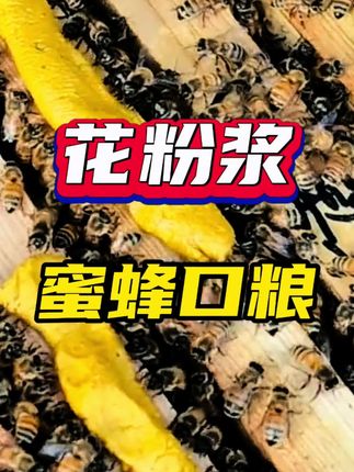 花粉浆蜜蜂口粮 #蜜蜂养殖 #中蜂养殖 #花粉浆 #花粉 #蜜蜂口粮