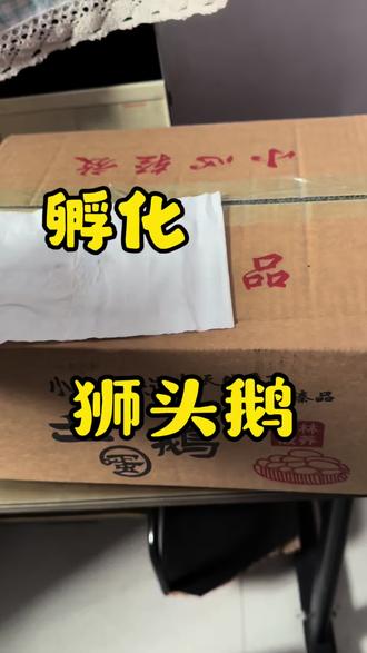 孵化狮头鹅 听说这个鹅能长到二三十斤,我先来试试水#孵化狮头鹅 #孵化 #孵化日常#流量扶持 #上热门