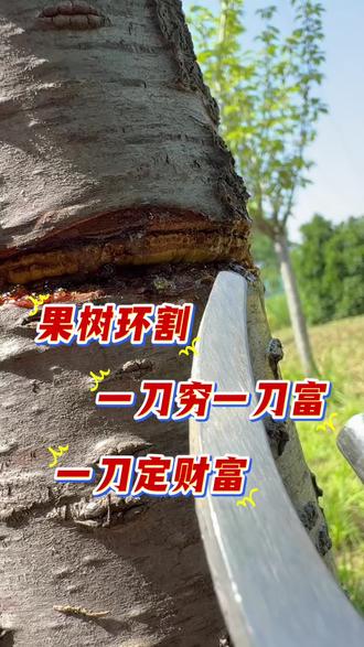果树环割一刀定财富 #李子种植 #果树环割 #柑橘环割 #果园管理 #果树环割刀