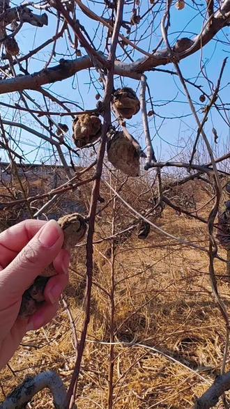 评论区告诉我,你们都用桃枭做了啥?#桃枭