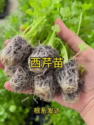 #芹菜苗已上架了,芹菜炒牛肉非常好吃,快来种起来吧