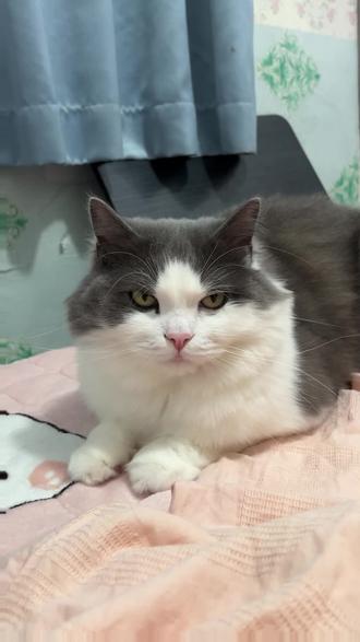 小猫,为啥你那么喜欢啃脚??#猫咪 #养猫 #猫咪的迷惑行为 #养猫人 #猫咪冷知识