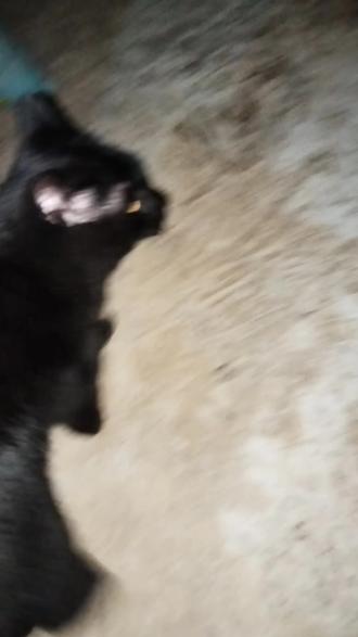 也不知道我姐去哪找的这个骚福瑞,这个福瑞还是很胆小又想被摸的傻帽,这让它代码出现冲突了,我就和它博弈了#我的萌宠 #萌宠#小猫