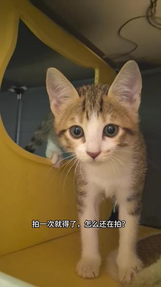第一次见小喵吐口水,听说猫吐口水就是说脏话#谁家小猫这么别致 #吐口水的猫 #我的猫咪